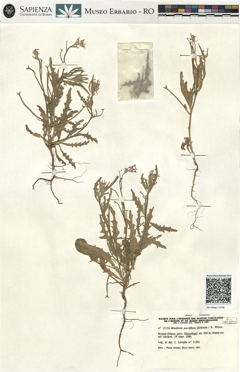 Matthiola parviflora (Schousb.) R. Brown -  RO-HSepv 13136 photo