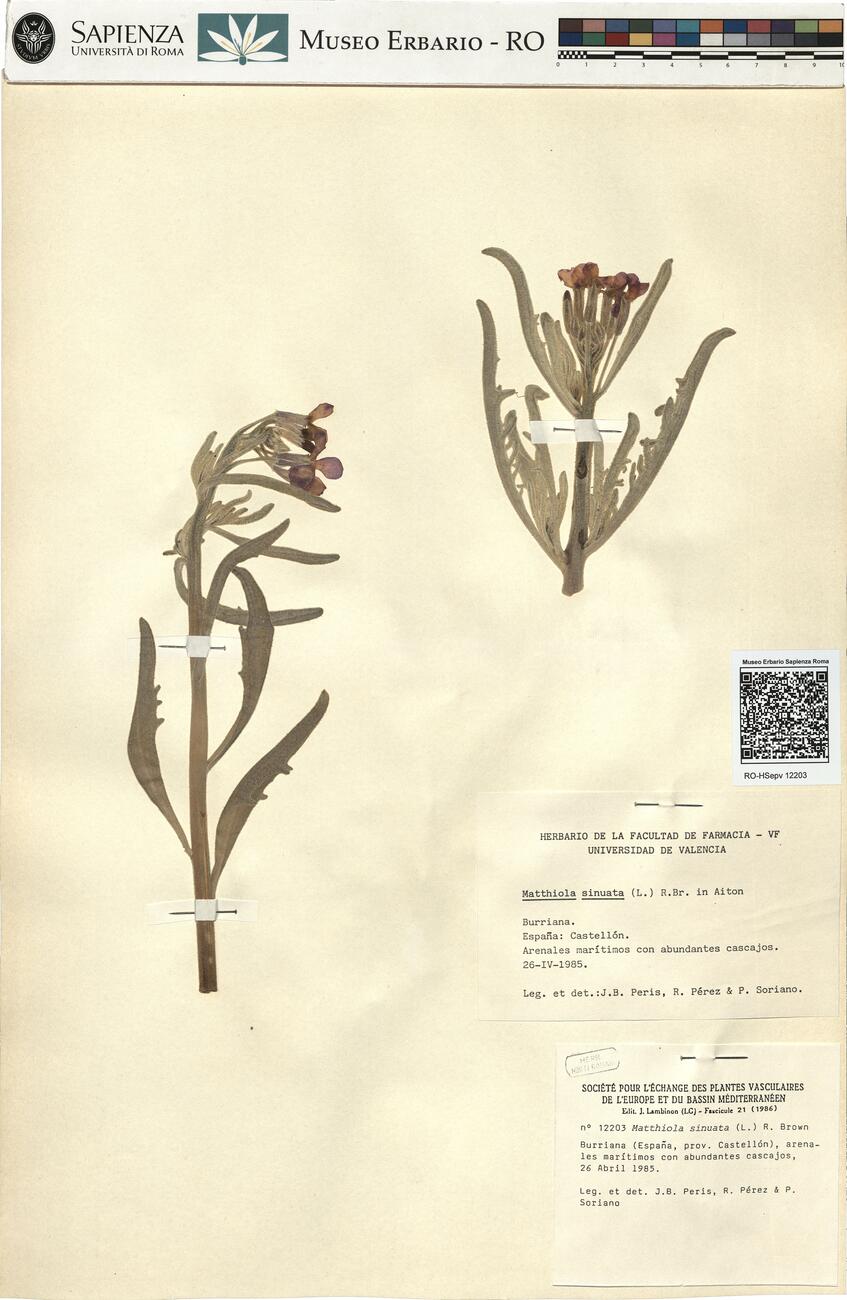 Matthiola sinuata (L.) R. Brown -  RO-HSepv 12203 photo