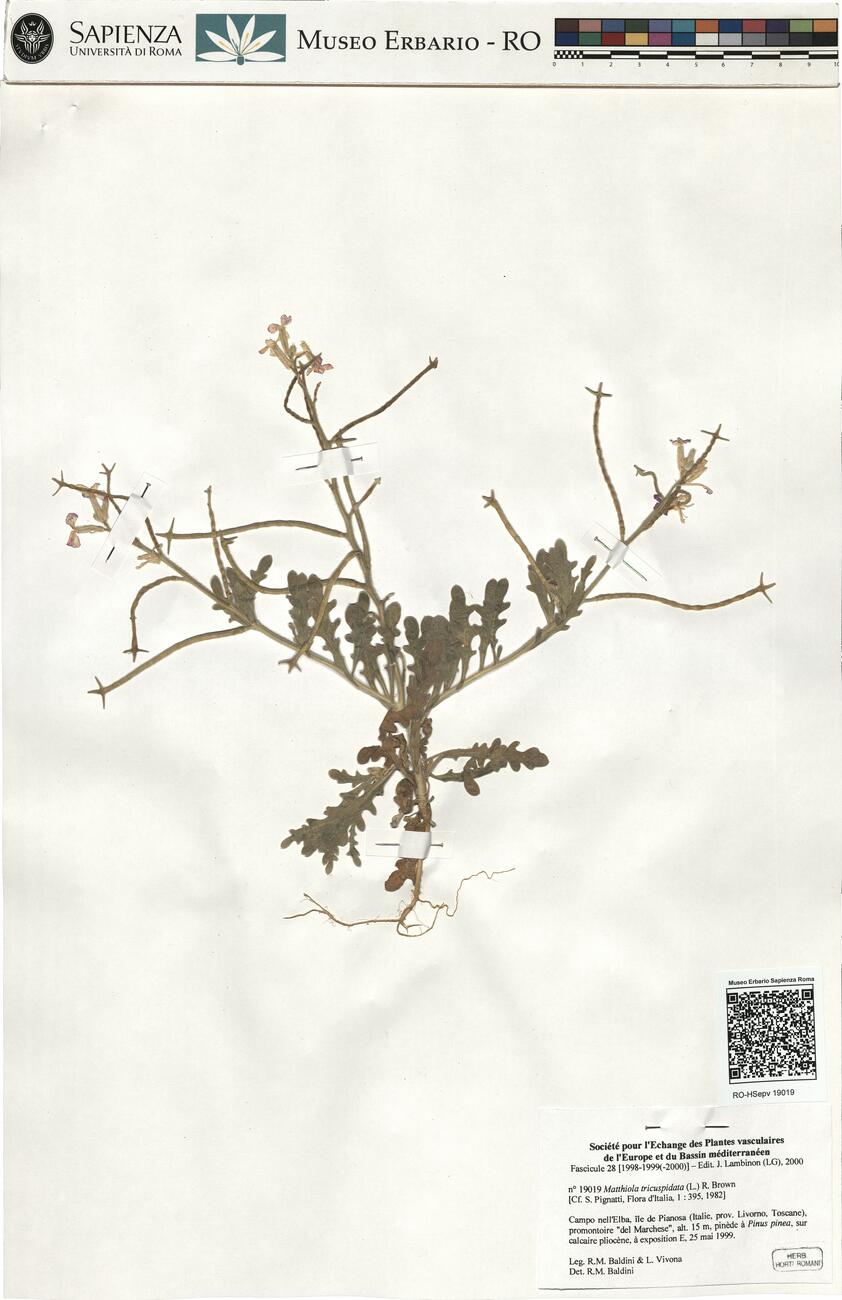 Matthiola tricuspidata (L.) R. Brown -  RO-HSepv 19019 photo