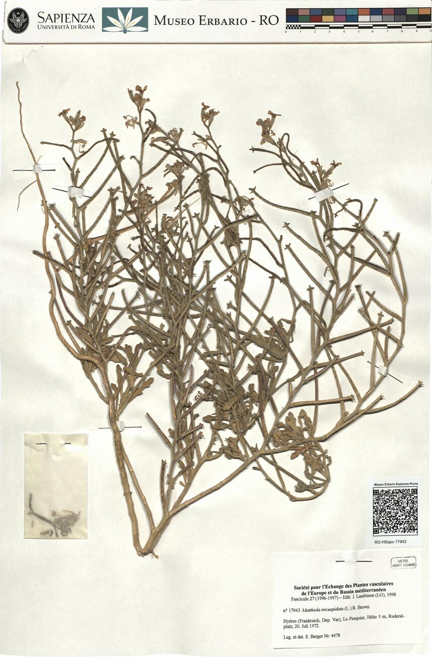 Matthiola tricuspidata (L.) R. Brown -  RO-HSepv 17943 photo