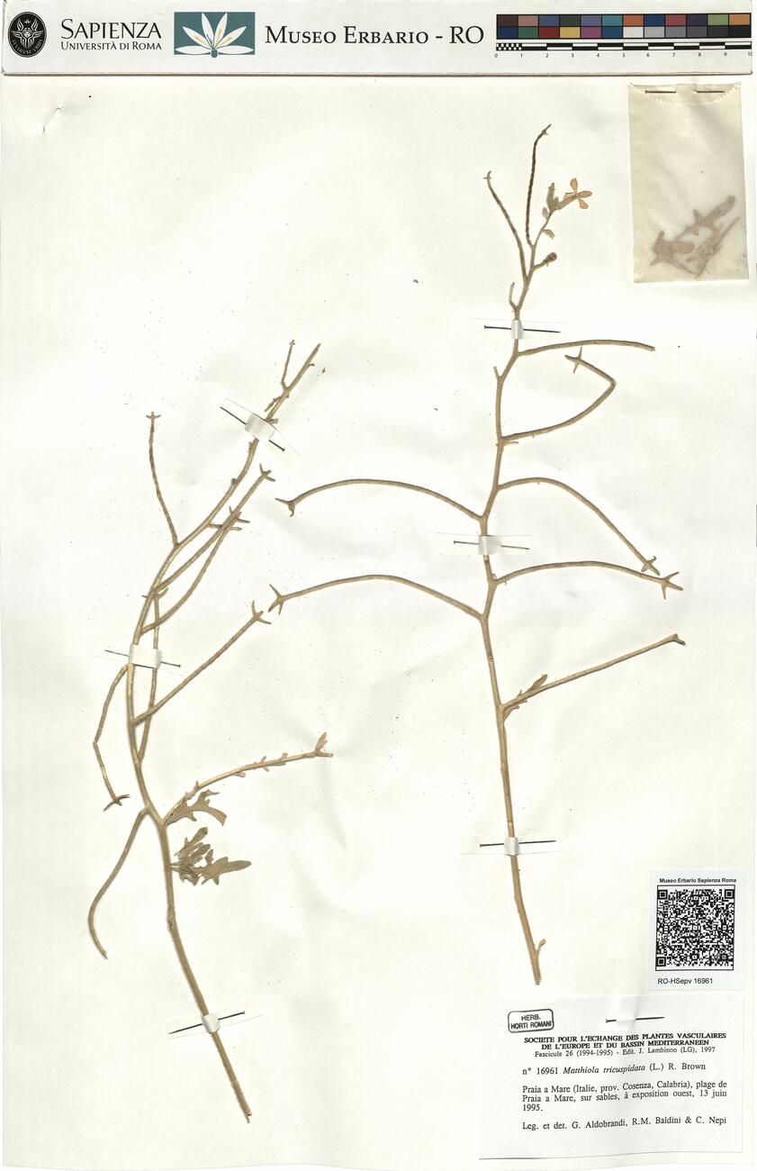 Matthiola tricuspidata (L.) R. Brown -  RO-HSepv 16961 photo