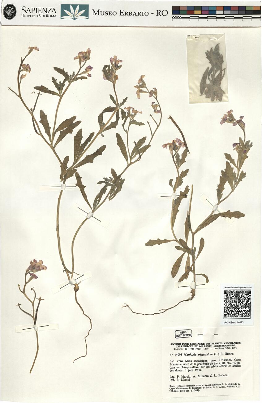 Matthiola tricuspidata (L.) R. Brown -  RO-HSepv 14093 photo