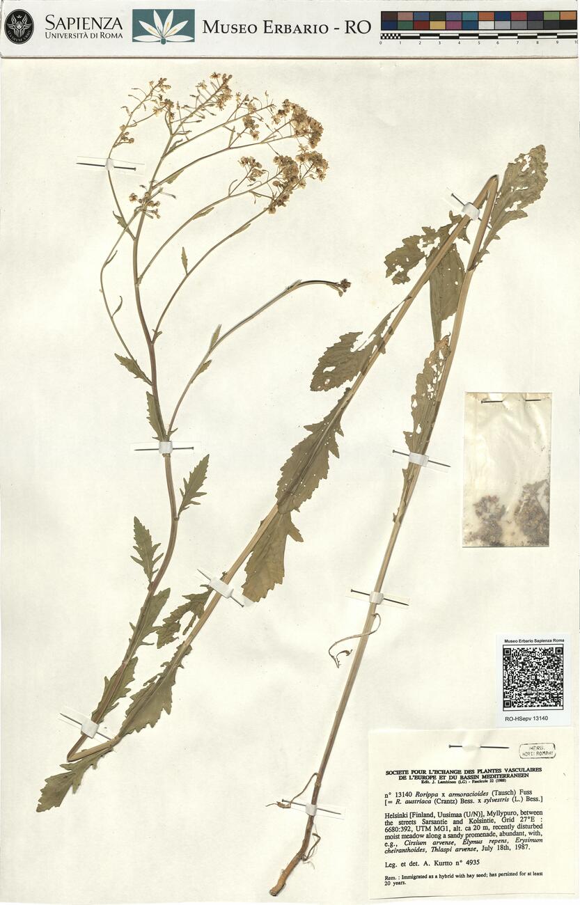 Rorippa x armoracioides (Tausch) Fuss  -  RO-HSepv 13140 photo