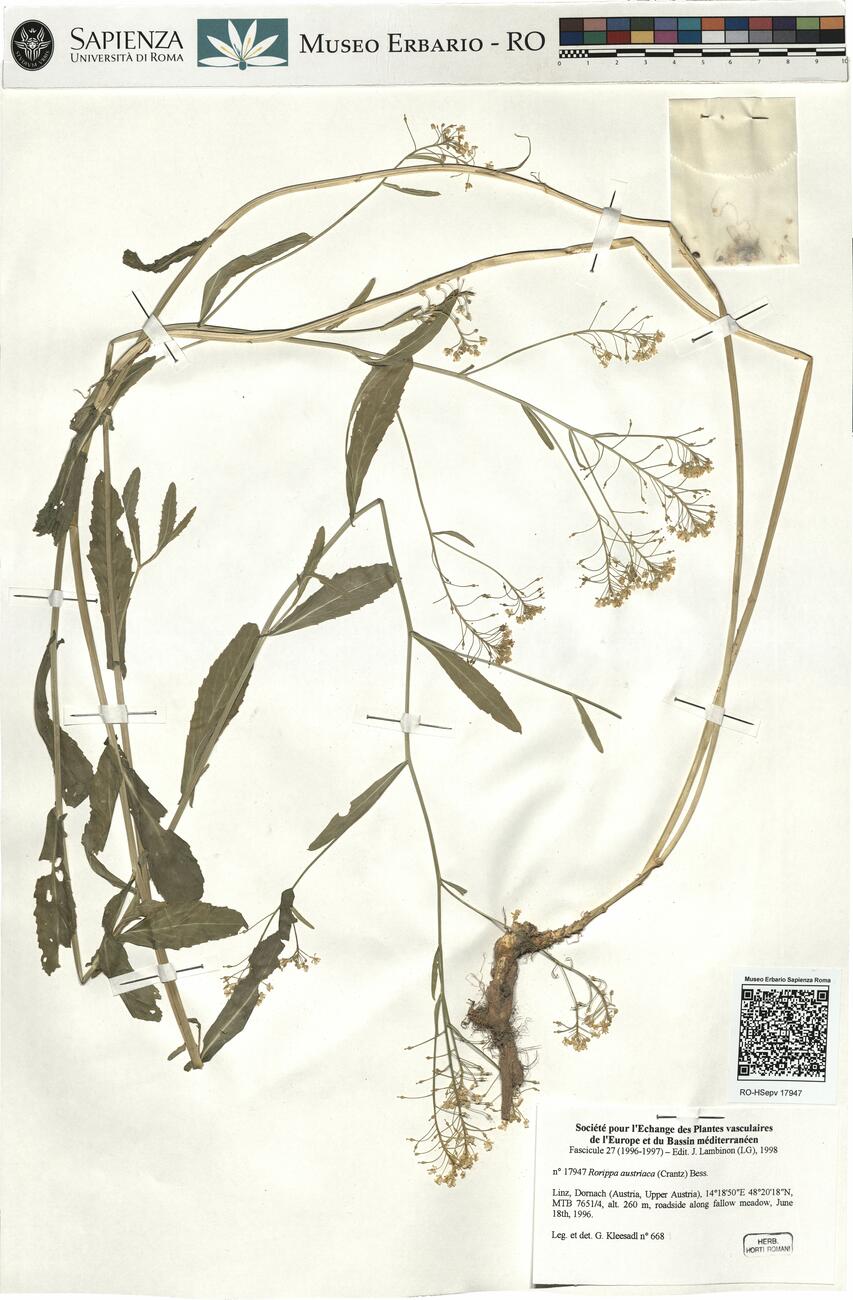 Rorippa austriaca (Crantz) Bess. -  RO-HSepv 17947 photo