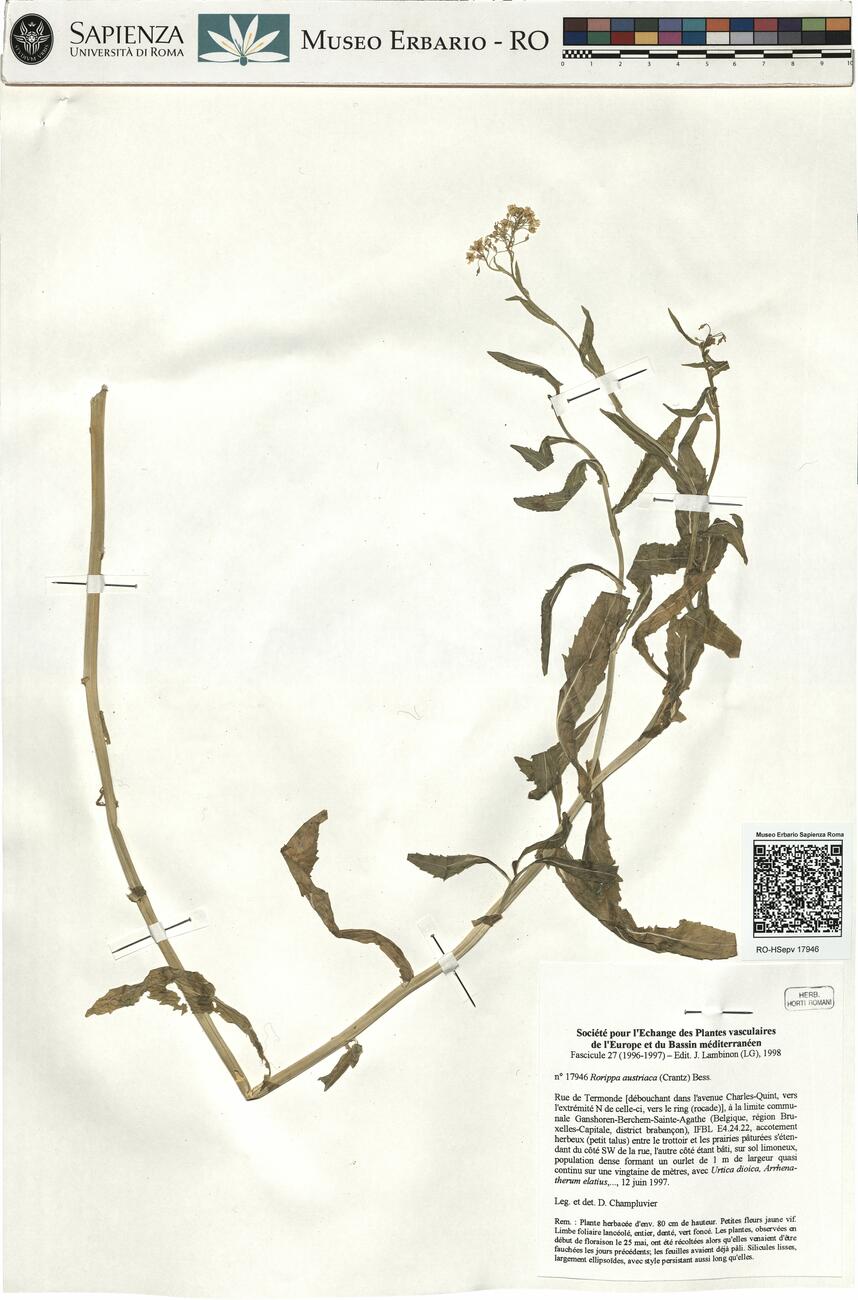 Rorippa austriaca (Crantz) Bess. -  RO-HSepv 17946 photo