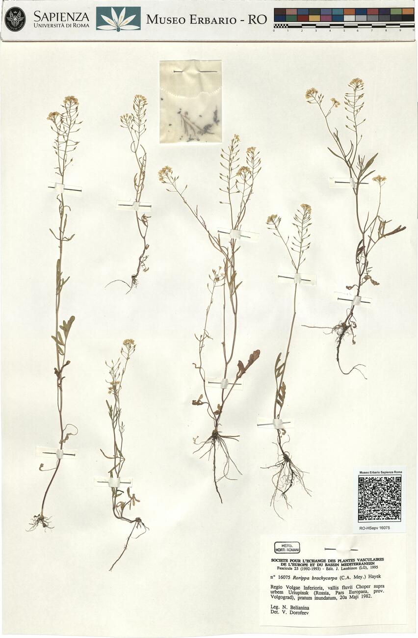 Rorippa brachycarpa (C.A. Mey.) Hayek  -  RO-HSepv 16075 photo