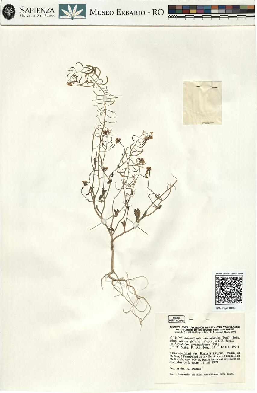Nasturtiopsis coronopifolia (Desf.) Boiss. subsp. coronopifolia var. dasycarpa O.E. Schulz -  RO-HSepv 14096 photo