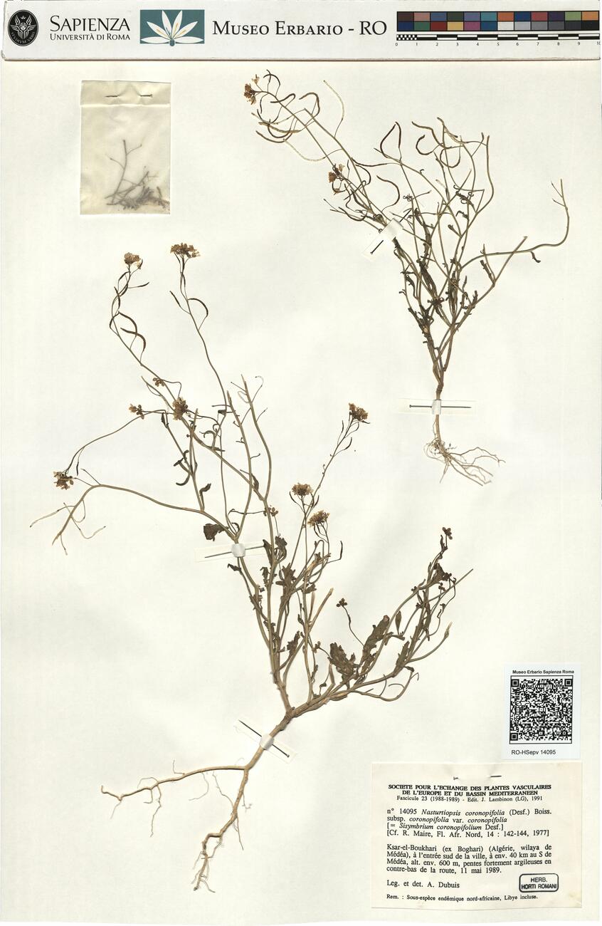 Nasturtiopsis coronopifolia (Desf.) Boiss. subsp. coronopifolia var. coronopifolia -  RO-HSepv 14095 photo