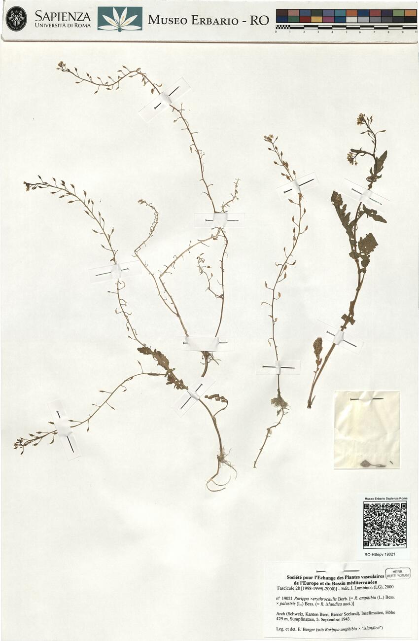 Rorippa x erythrocaulis Borb. -  RO-HSepv 19021 photo