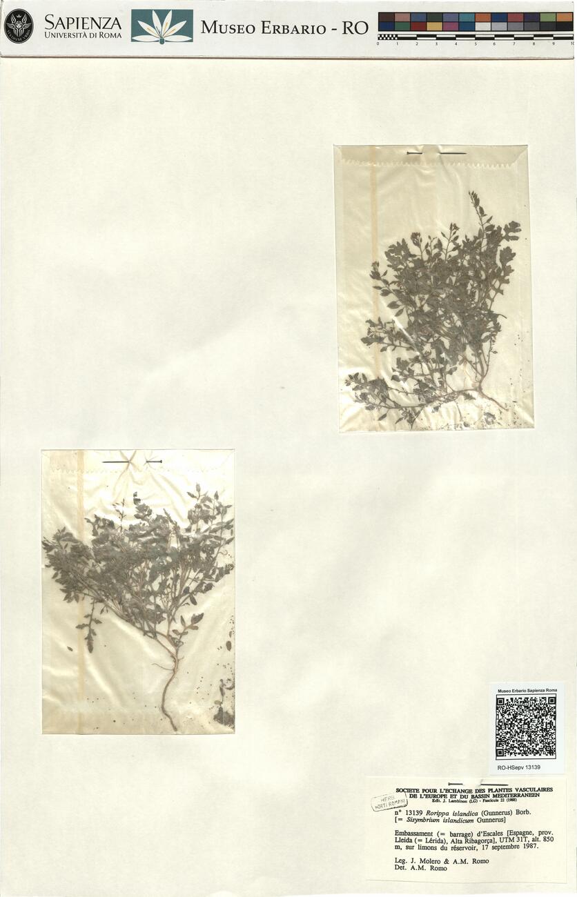 Rorippa islandica (Gunnerus) Borb. -  RO-HSepv 13139 photo