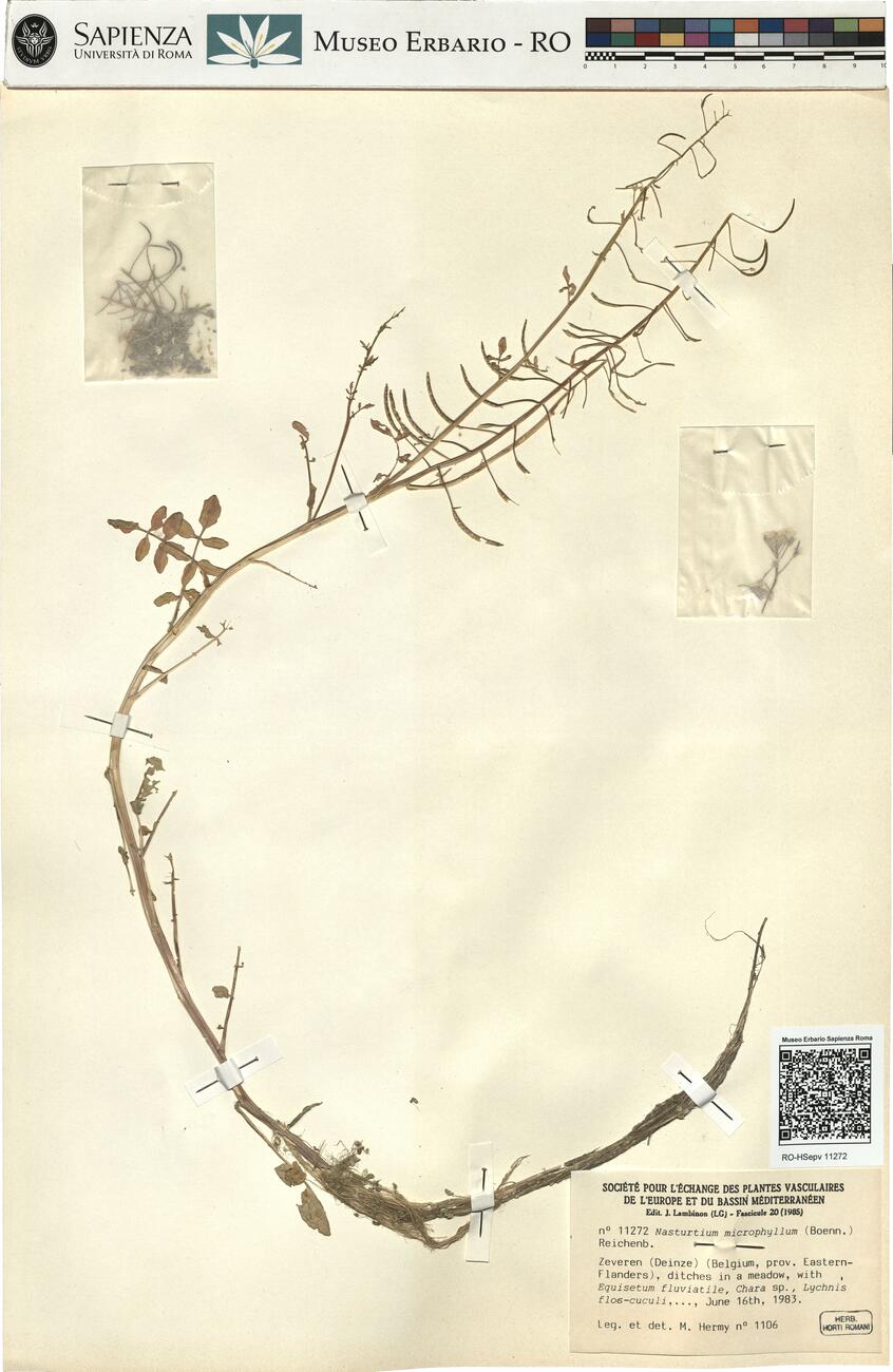 Nasturtium microphyllum (Boenn.) Reichenb. -  RO-HSepv 11272 photo