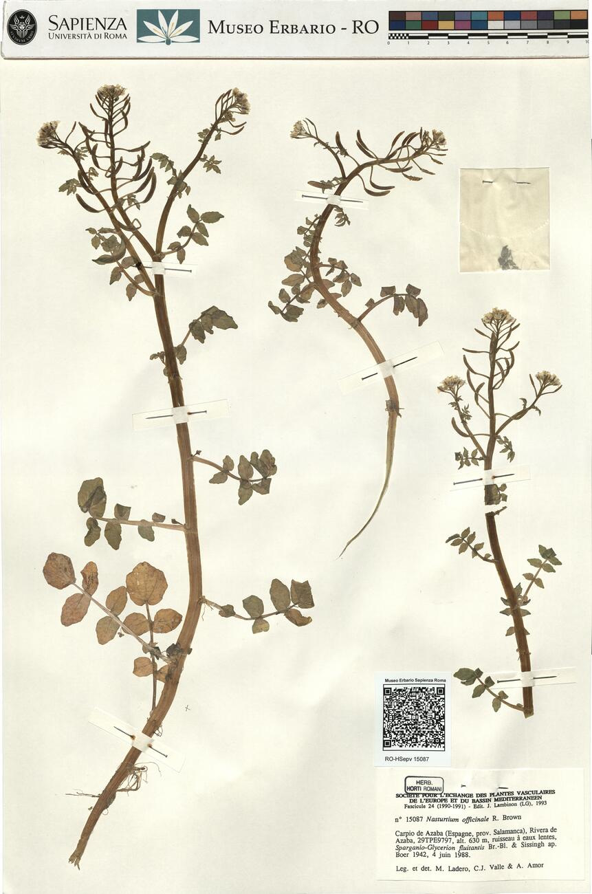 Nasturtium officinale R. Brown -  RO-HSepv 15087 photo