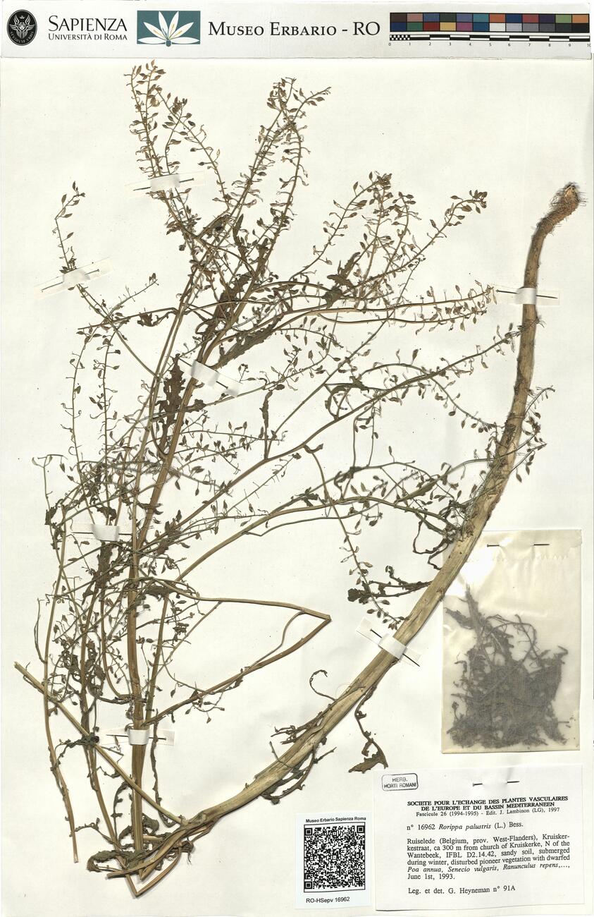 Rorippa palustris (L.) Bess. -  RO-HSepv 16962 photo