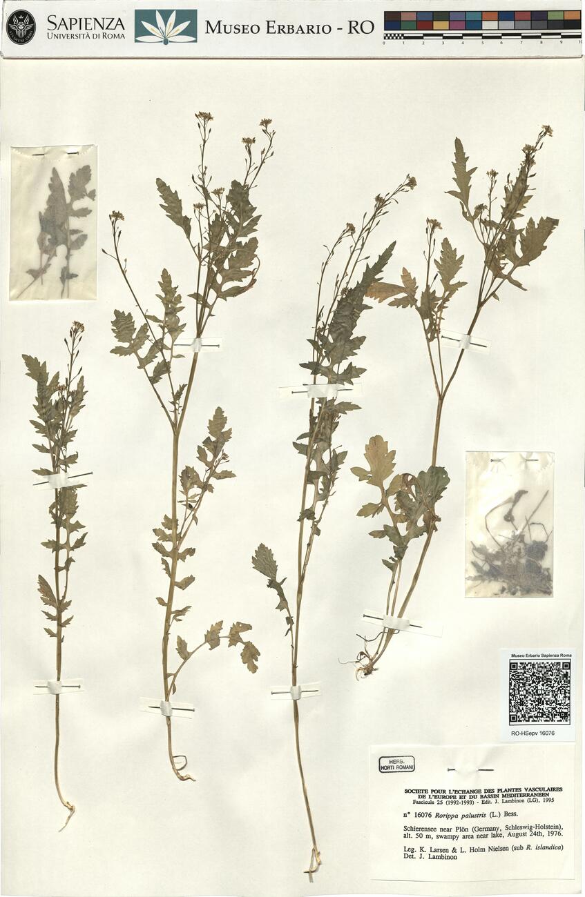 Rorippa palustris (L.) Bess. -  RO-HSepv 16076 photo