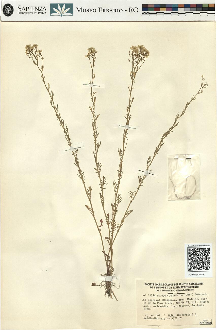 Rorippa pyrenaica (Lam.) Reichenb. -  RO-HSepv 11274 photo