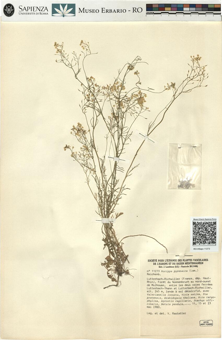 Rorippa pyrenaica (Lam.) Reichenb. -  RO-HSepv 11273 photo