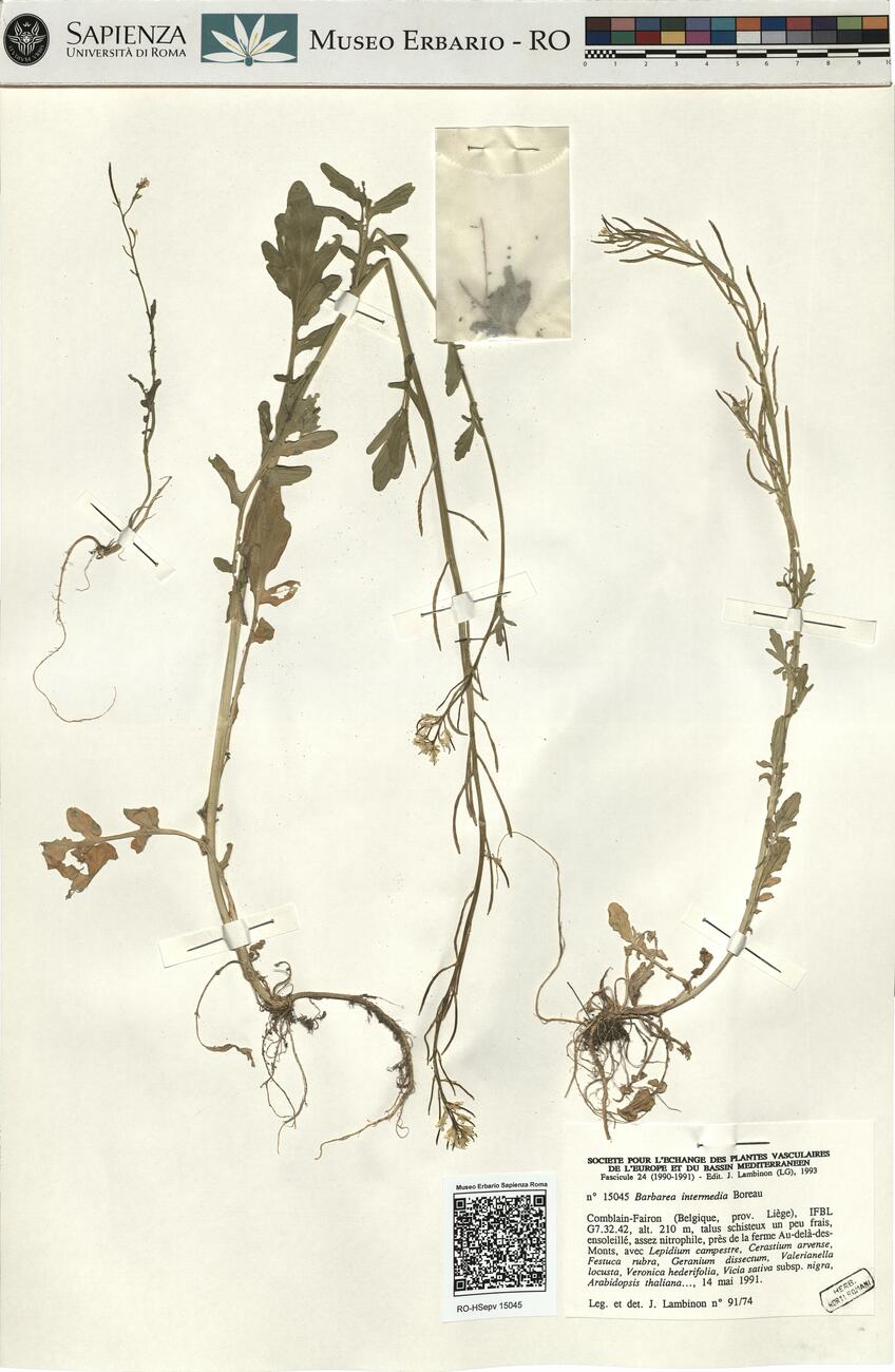 Barbarea intermedia Boreau -  RO-HSepv 15045 photo