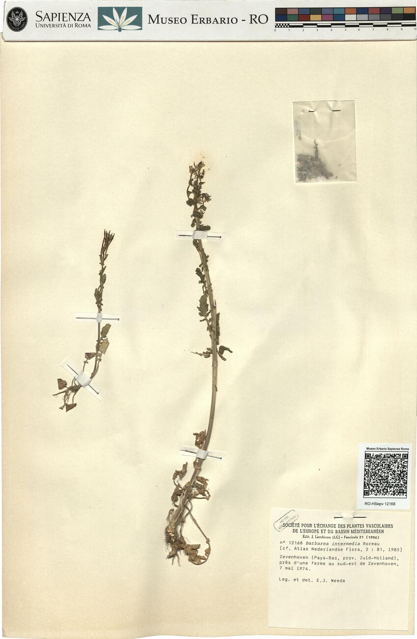Barbarea intermedia Boreau -  RO-HSepv 12168 photo