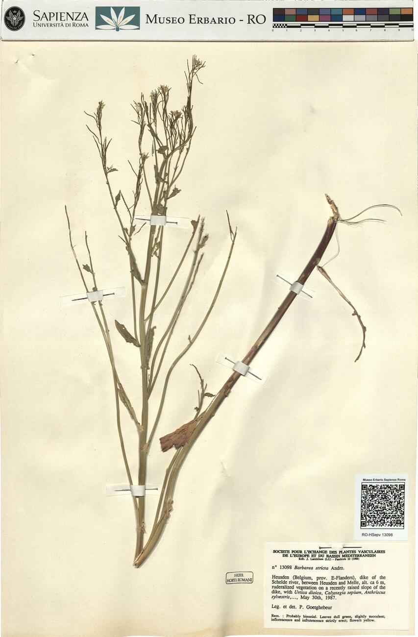 Barbarea stricta Andrz. -  RO-HSepv 13098 photo