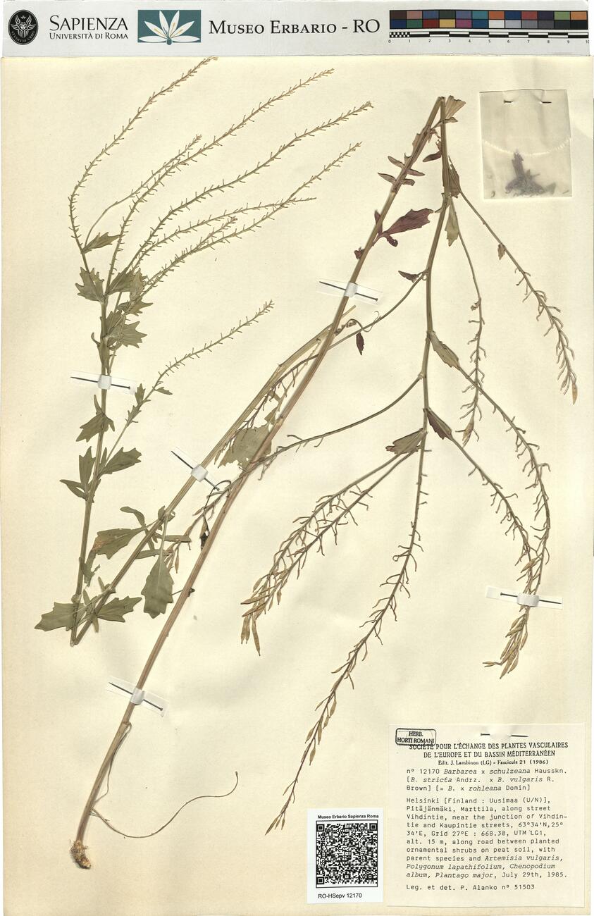 Barbarea x schulzeana Hausskn. -  RO-HSepv 12170 photo