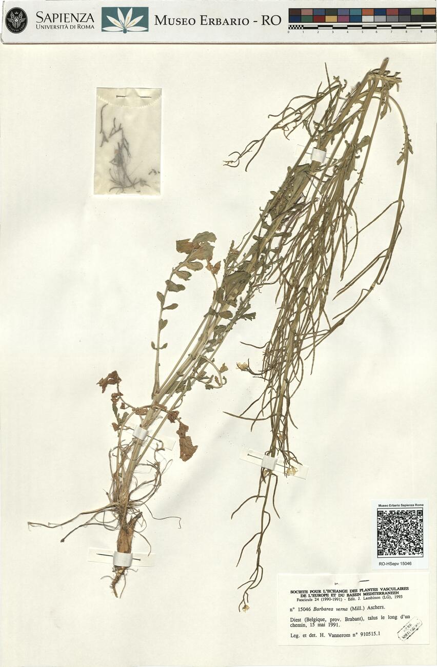 Barbarea verna (Mill.) Aschers. -  RO-HSepv 15046 photo