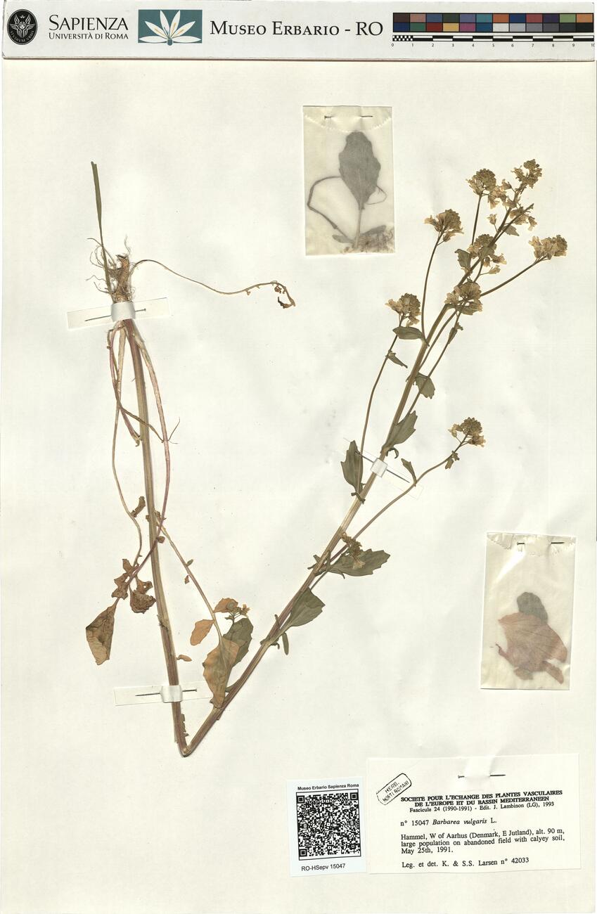Barbarea vulgaris L. -  RO-HSepv 15047 photo
