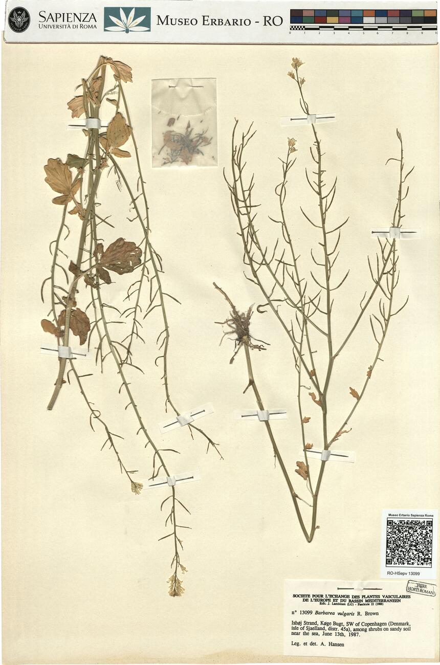 Barbarea vulgaris R. Brown -  RO-HSepv 13099 photo