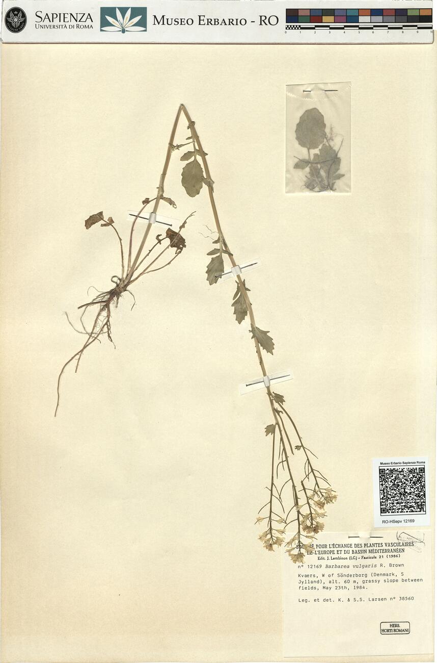 Barbarea vulgaris R. Brown -  RO-HSepv 12169 photo