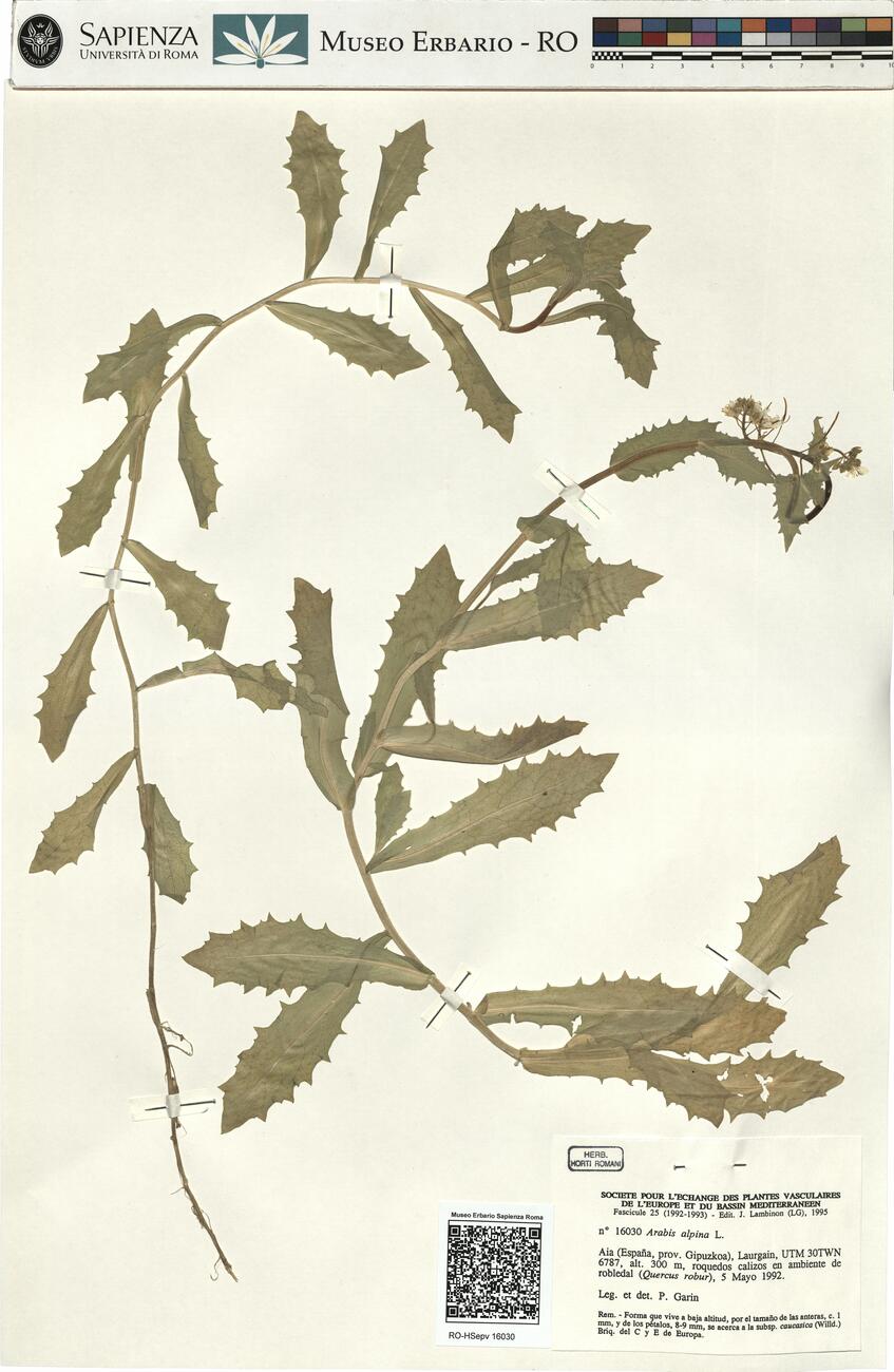 Arabis alpina L. -  RO-HSepv 16030 photo