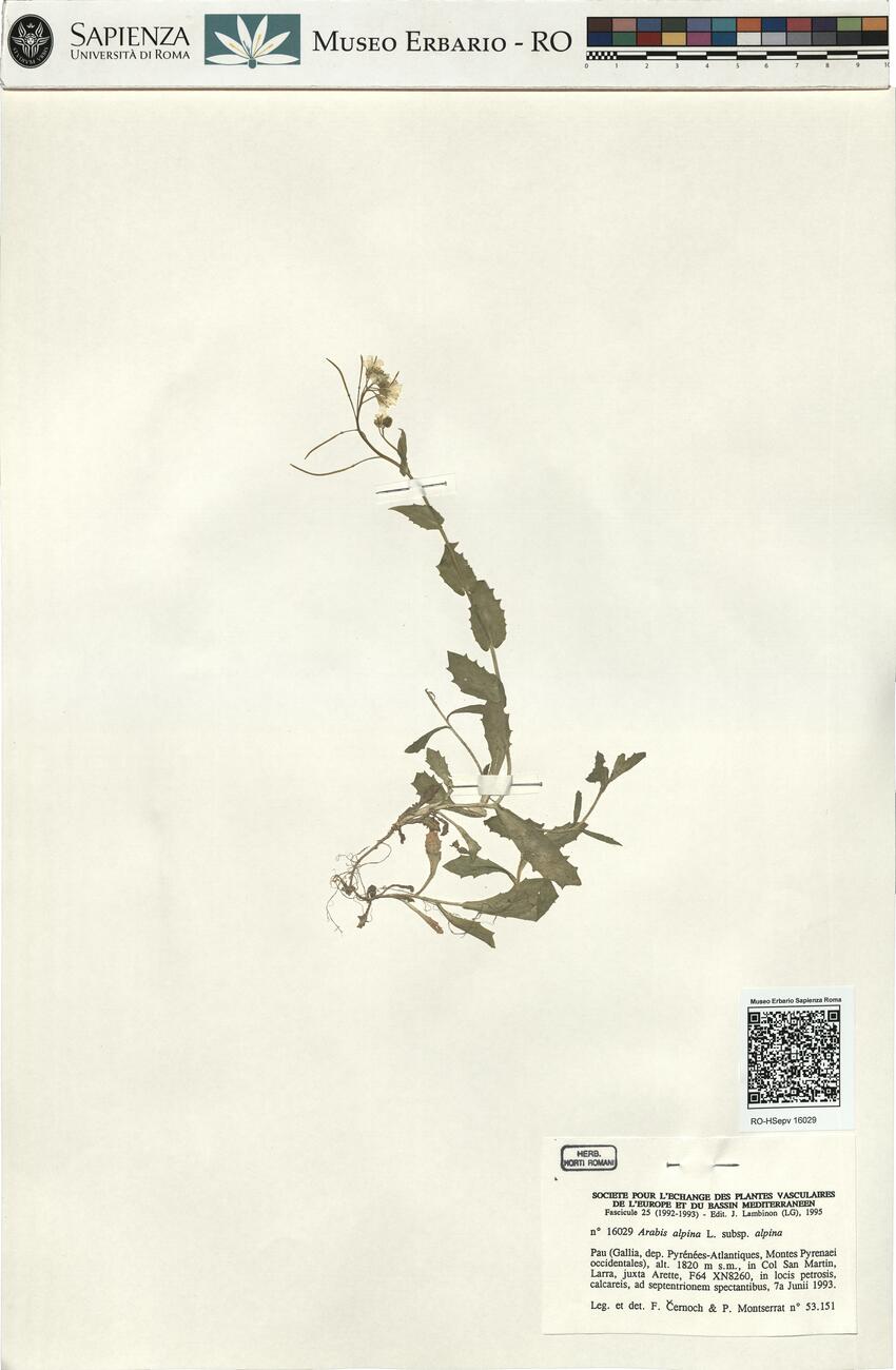 Arabis alpina L. subsp. alpina -  RO-HSepv 16029 photo