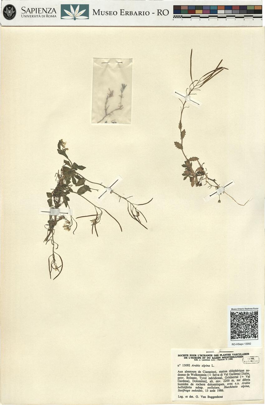 Arabis alpina L. -  RO-HSepv 13092 photo