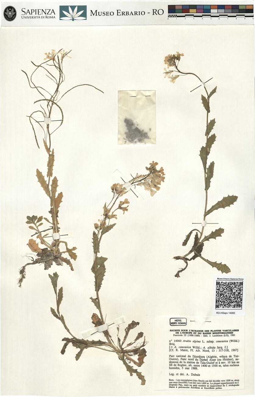 Arabis alpina L. subsp. caucasica (Willd.) Briq. -  RO-HSepv 14060 photo
