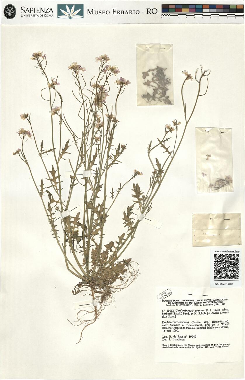 Cardaminopsis arenosa (L.) Hayek subsp. borbasii (Zapal.) Pawl. ex Scholz -  RO-HSepv 15062 photo