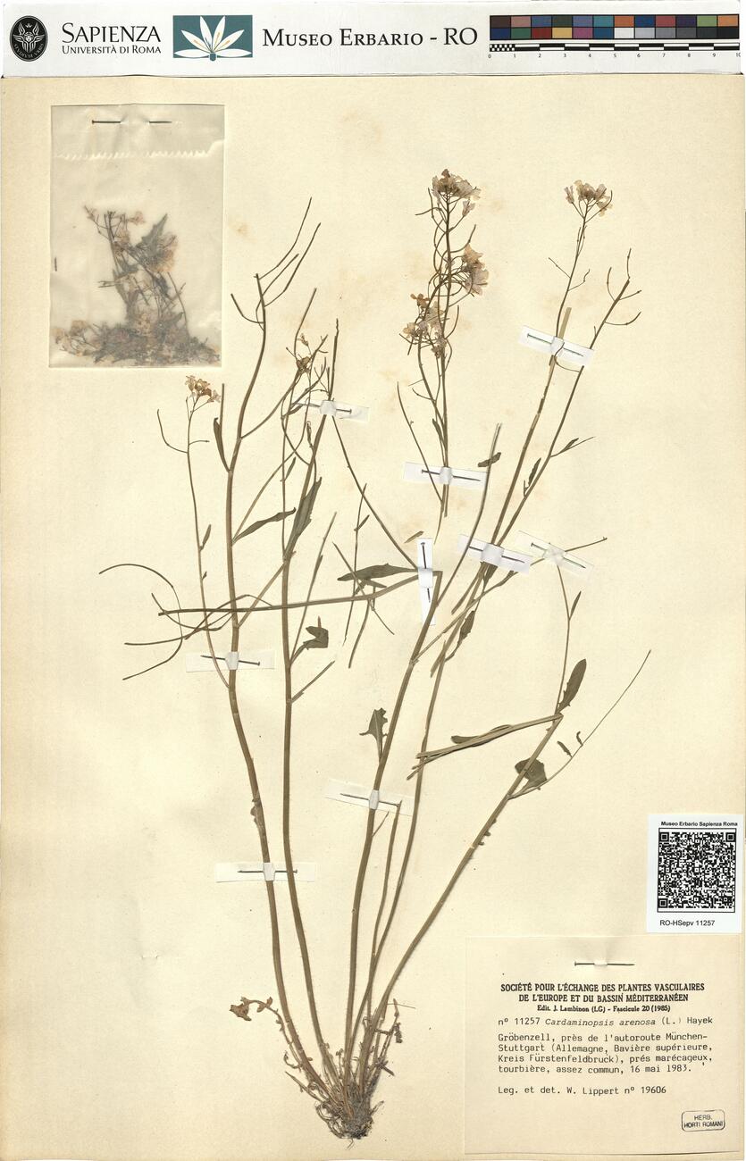 Cardaminopsis arenosa (L.) Hayek  -  RO-HSepv 11257 photo