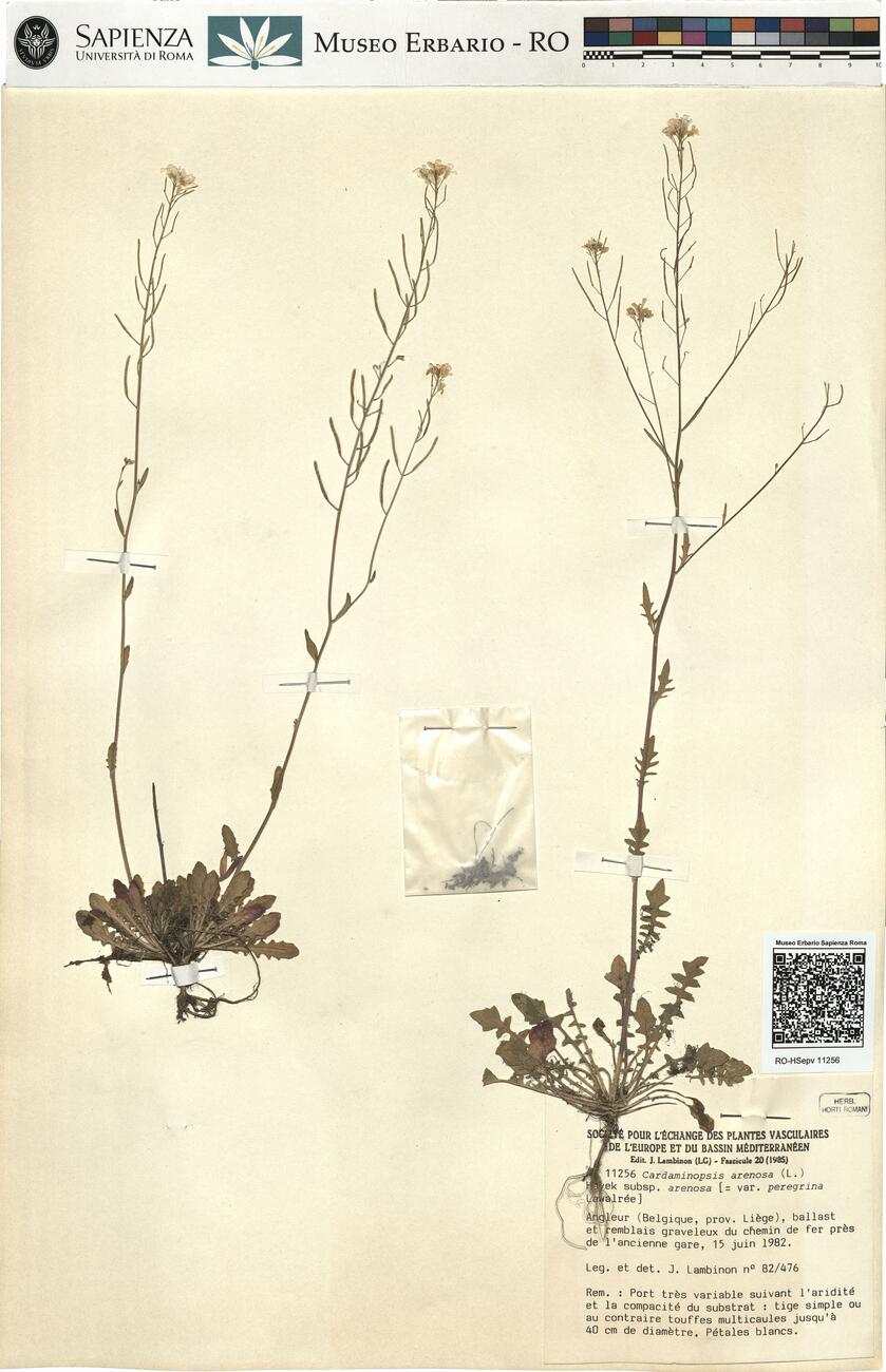 Cardaminopsis arenosa (L.) Hayek subsp. arenosa -  RO-HSepv 11256 photo