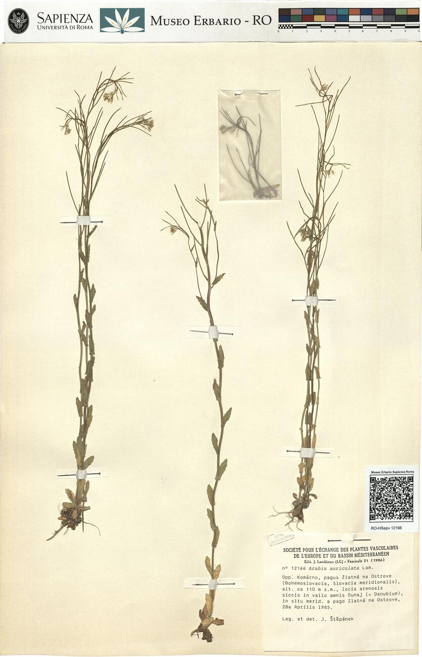 Arabis auriculata Lam. -  RO-HSepv 12166 photo