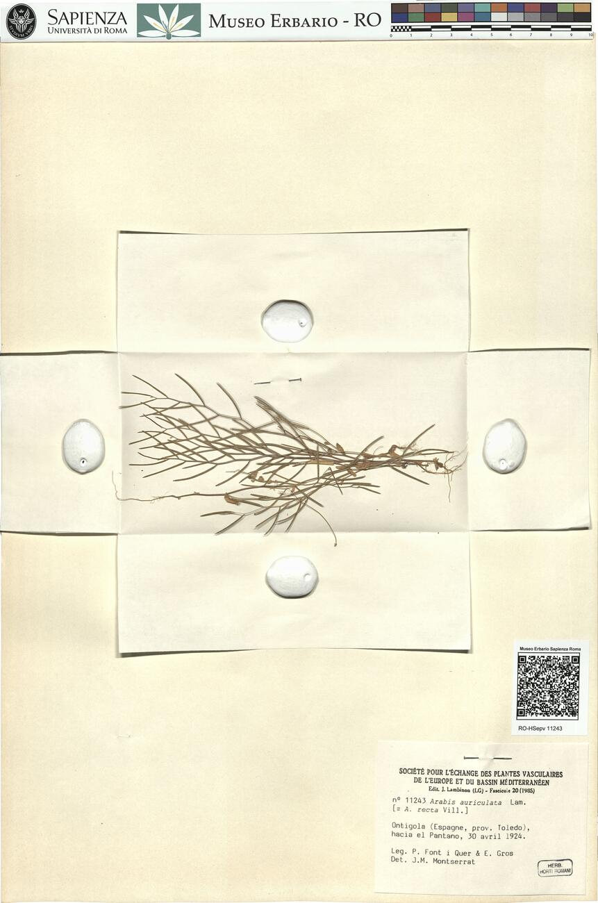 Arabis auriculata Lam. -  RO-HSepv 11243 photo