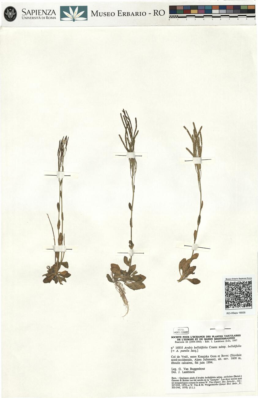Arabis bellidifolia Crantz subsp. bellidifolia -  RO-HSepv 16935 photo