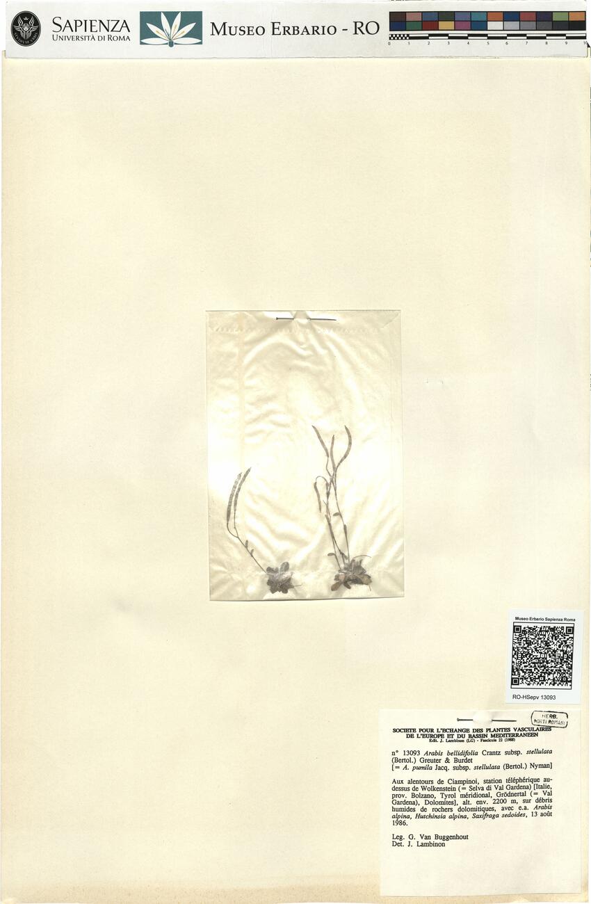 Arabis bellidifolia Crantz subsp. stellulata (Bertol.) Greuter & Burdet -  RO-HSepv 13093 photo
