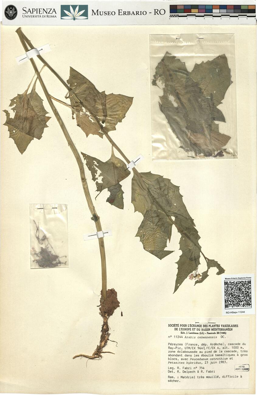 Arabis cebennensis DC.  -  RO-HSepv 11244 photo