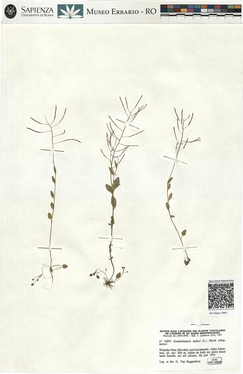 Cardaminopsis halleri (L.) Hayek subsp. halleri -  RO-HSepv 16947 photo