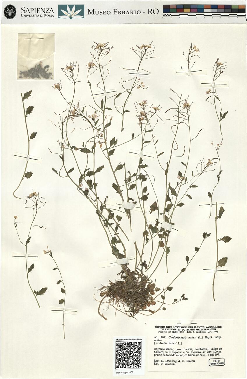 Cardaminopsis halleri (L.) Hayek subsp. halleri -  RO-HSepv 14071 photo