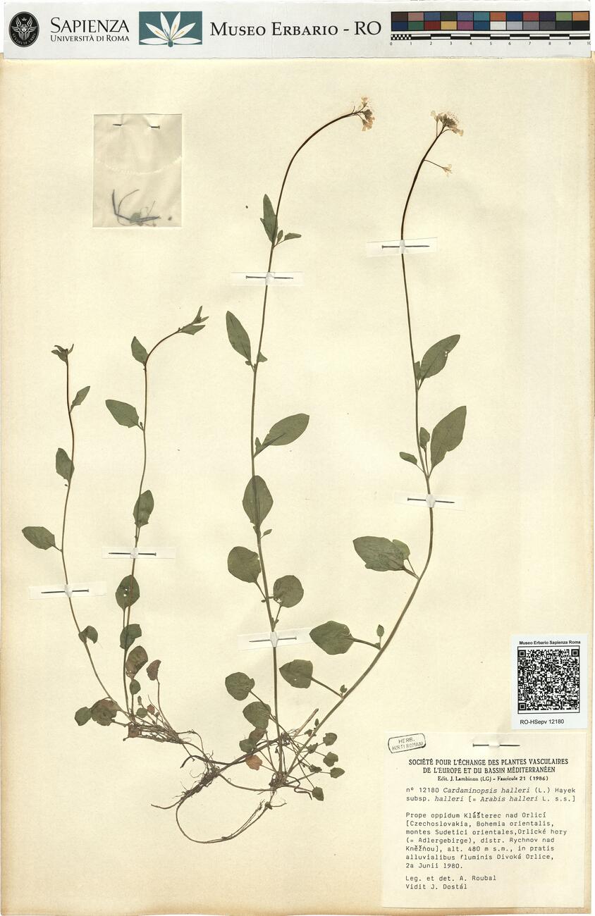 Cardaminopsis halleri (L.) Hayek subsp. halleri -  RO-HSepv 12180 photo