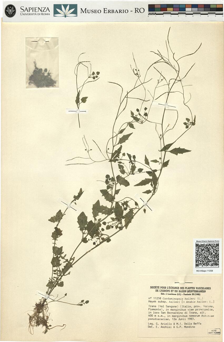 Cardaminopsis halleri (L.) Hayek subsp. halleri -  RO-HSepv 11258 photo