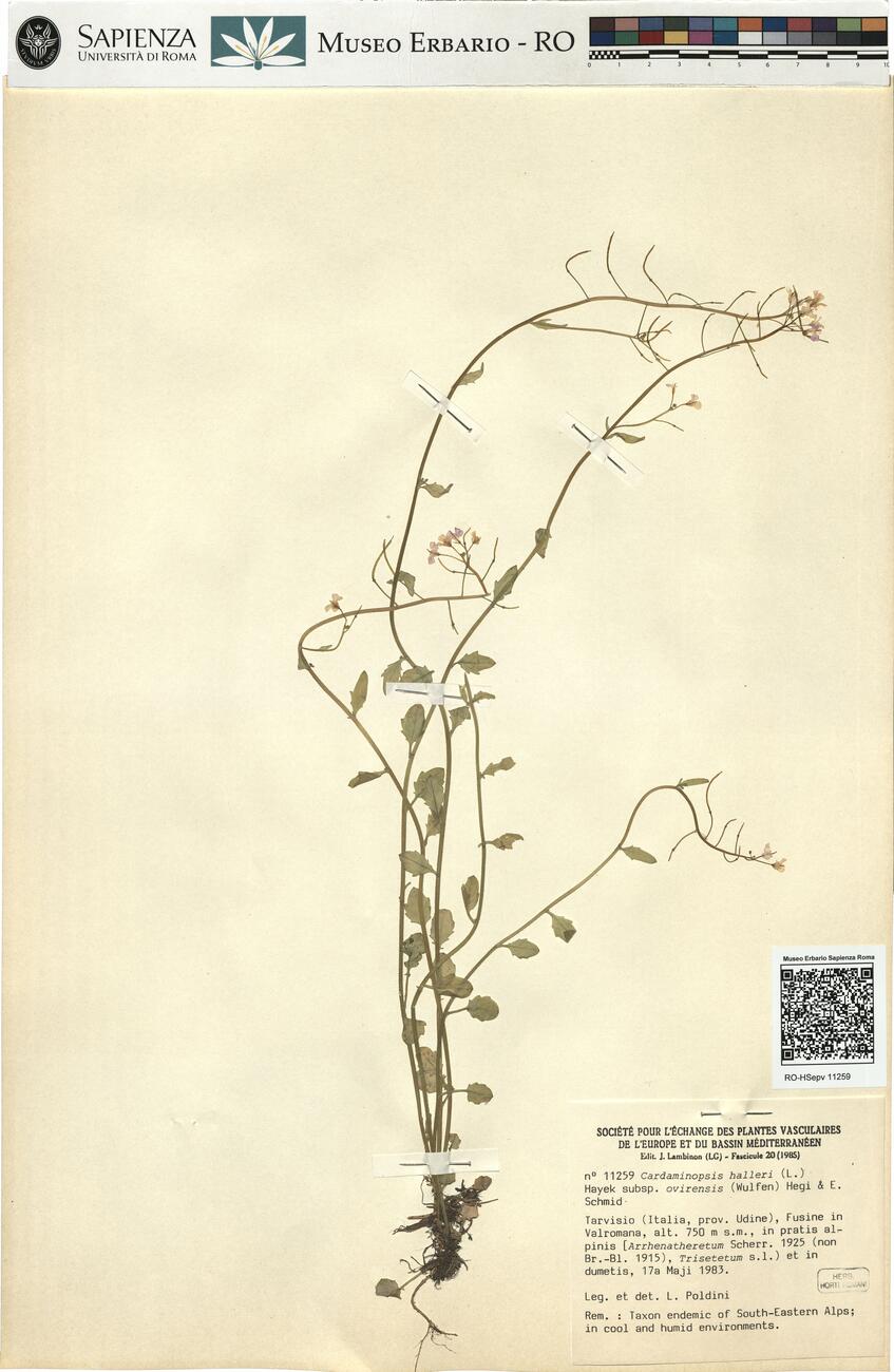 Cardaminopsis halleri (L.) Hayek subsp. ovirensis (Wulfen) Hegi & E. Schmid -  RO-HSepv 11259 photo