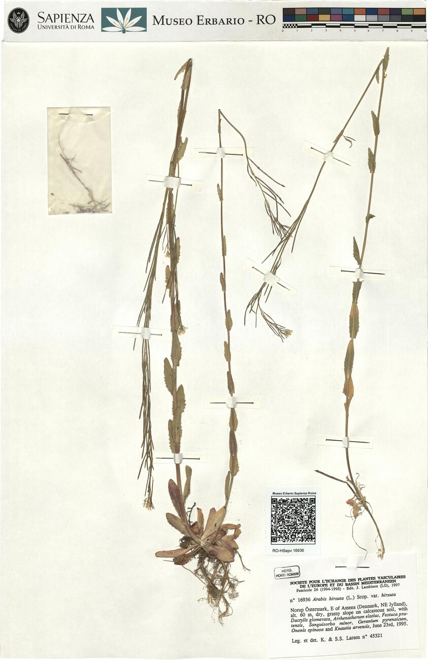 Arabis hirsuta (L.) Scop. var. hirsuta -  RO-HSepv 16936 photo