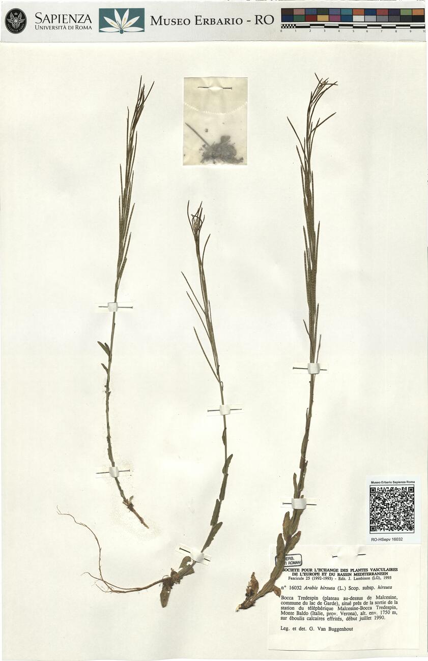 Arabis hirsuta (L.) Scop. subsp. hirsuta -  RO-HSepv 16032 photo