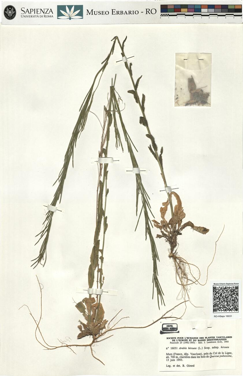 Arabis hirsuta (L.) Scop. var. hirsuta -  RO-HSepv 16031 photo