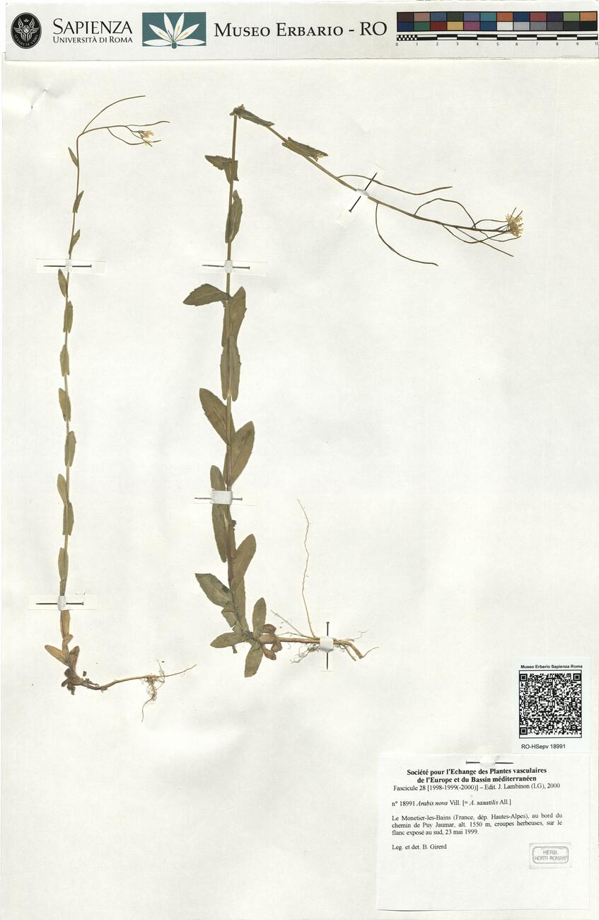 Arabis nova Vill.  -  RO-HSepv 18991 photo