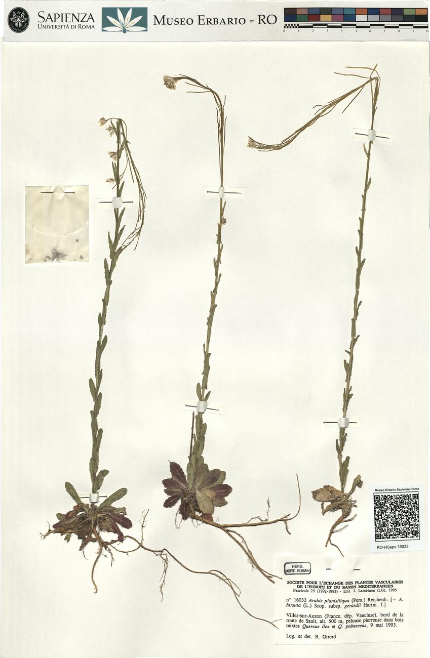 Arabis planisiliqua (Pers.) Reichenb.  -  RO-HSepv 16033 photo